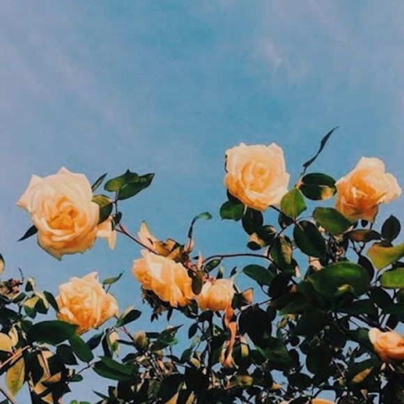 Meet your Posher, Sabrina - Picture 1 of 1